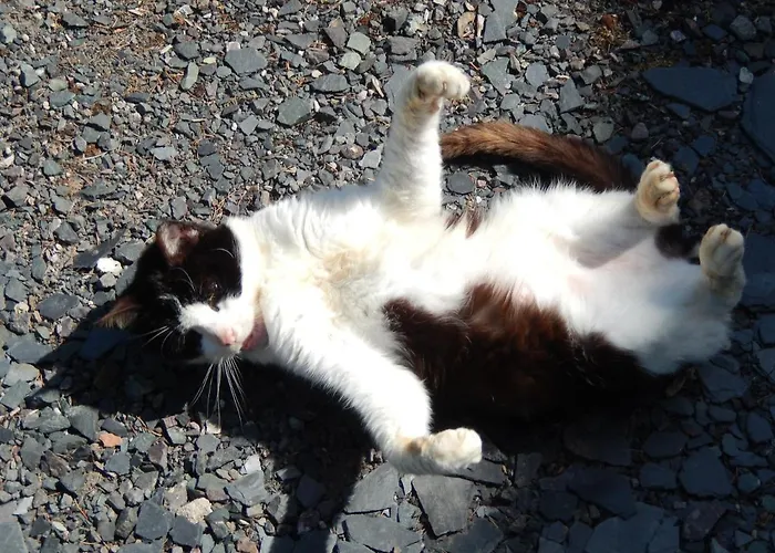 Manoir Le Refuge Отель типа 