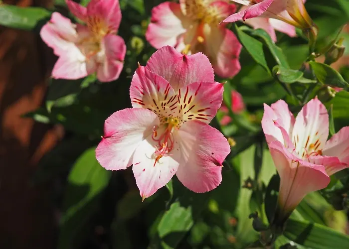 Manoir Le Refuge Отель типа 